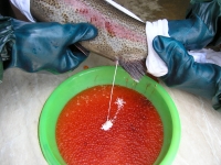 Rybí líheň - výtěr pstruha duhového 2005